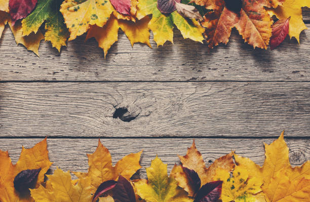 istock Autumn season background, yellow maple leaves 832015890