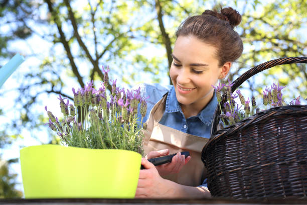 istock Summer in the garden 832016354