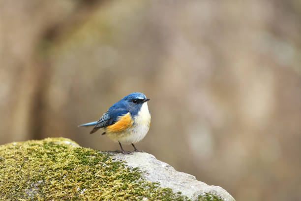 istock Male of Red-flanked Bluetail 832018326