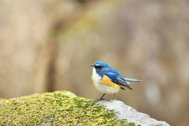 istock Male of Red-flanked Bluetail 832018576