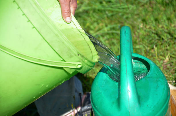 istock Gardening in summer . Watering plants with water pot 832025214
