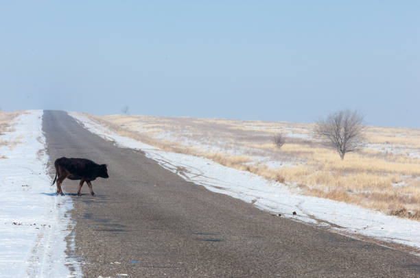 istock Country road in spring 832031986
