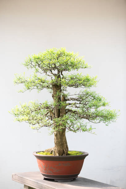 istock Bonsai tree against white wall in a chinese park 832033298