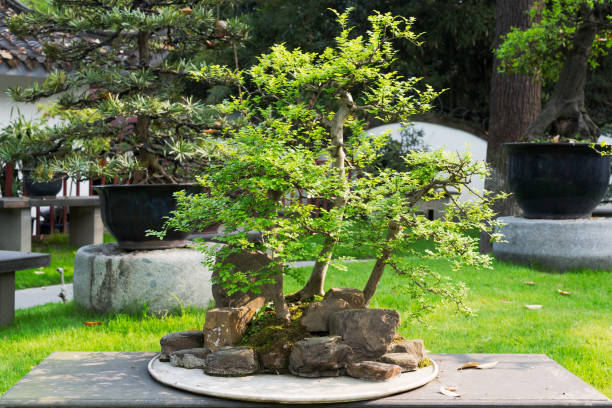 istock Bonsai tree in a Chengdu park 832033644