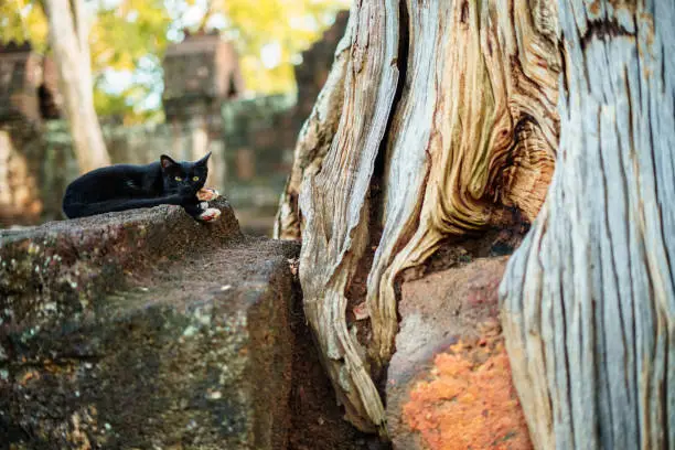 Black cat resting on oldstone.  tree outdoor on summer in wild nature