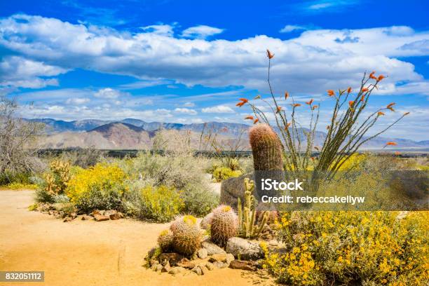 Paisaje De Naturaleza Colorida Brillante De Flores Silvestres Y Cactus En Flor Foto de stock y más banco de imágenes de Primavera - Estación - iStock Paisaje De Naturaleza Colorida Brillante De Flores Silvestres Y Cactus En Flor Foto de stock y más banco de imágenes de Primavera - Estación - iStock