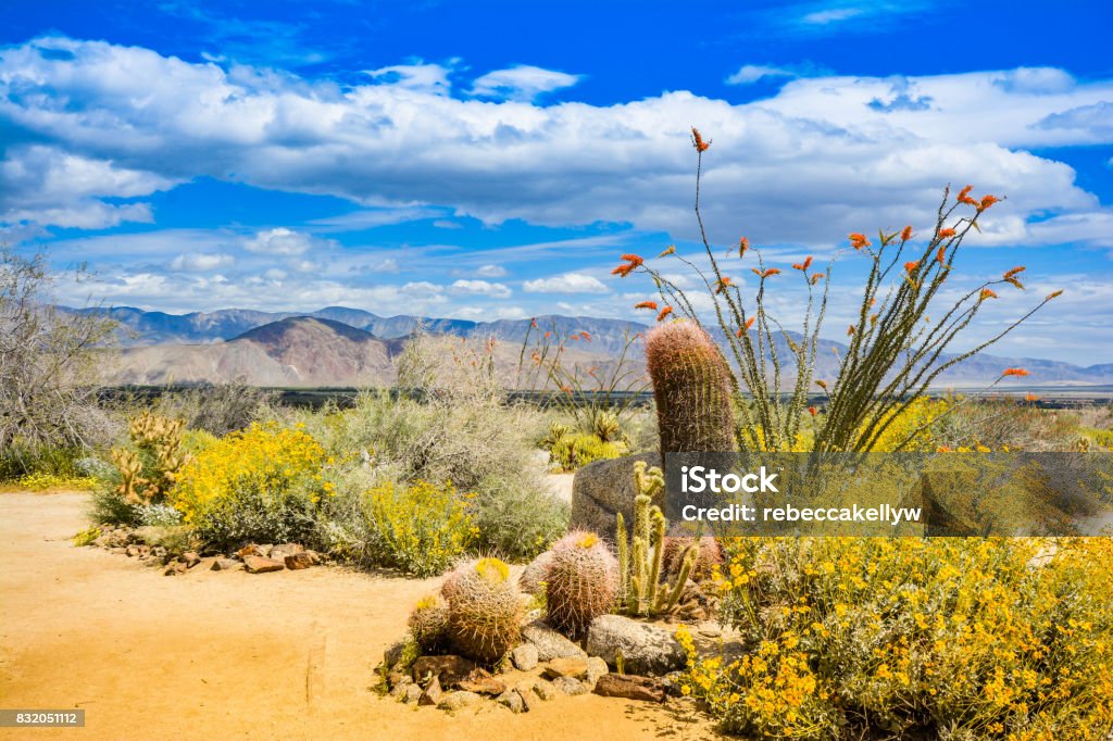 Bright Colorful Nature Landscape of Wildflowers and Cactus in Bloom Bright Colorful Nature Landscape of Wildflowers and Cactus in Bloom. Photo captures bright blue cloud filled sky and color saturated mountains and desert during the rare California super bloom during spring of 2017 at Anza Borrego Desert State Park, USA. Springtime Stock Photo