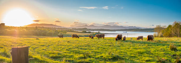 vaca das terras altas com um escocês loch em segundo plano - scottish cuisine - fotografias e filmes do acervo
