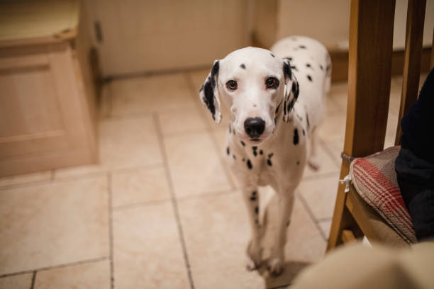 istock Portrait of a Dalmatian Dog 832055922