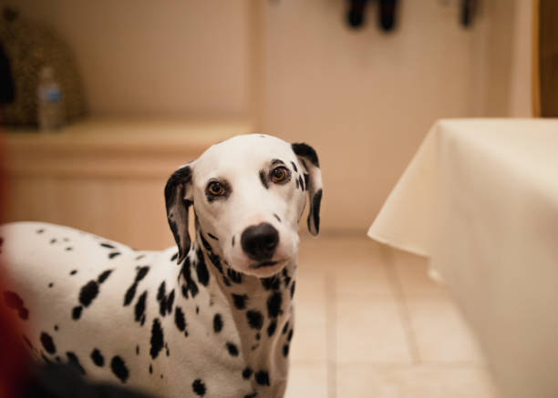 istock Portrait of a Dalmatian Dog 832056516