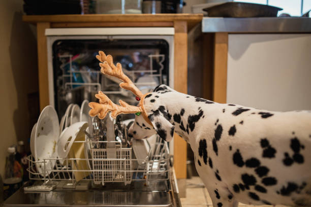 Dog Licking Dirty Dishes in the Dishwasher Family dog licking dirty dishes in the dishwasher. dog dishwasher stock pictures, royalty-free photos & images