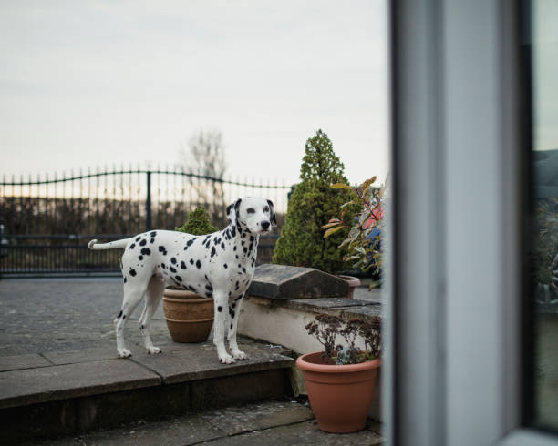 istock Portrait of Dog in Front Yard 832056854