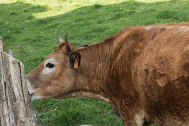 istock Brown cow in grass on a sunny day 832064074