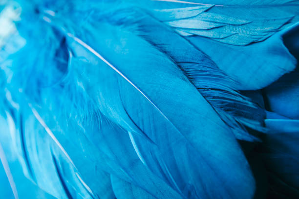 istock macro closeup of blue feathers 832065108