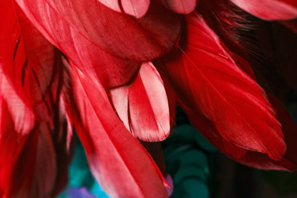macro closeup of red feathers