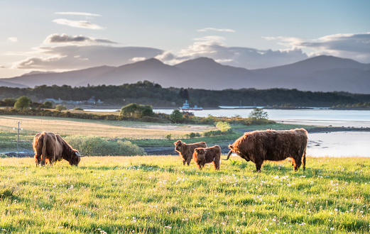 Highland cow with a scottish loch in the background during sunset