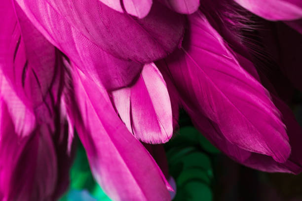 istock macro closeup of pink feathers 832074658