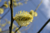Goat willow catkins