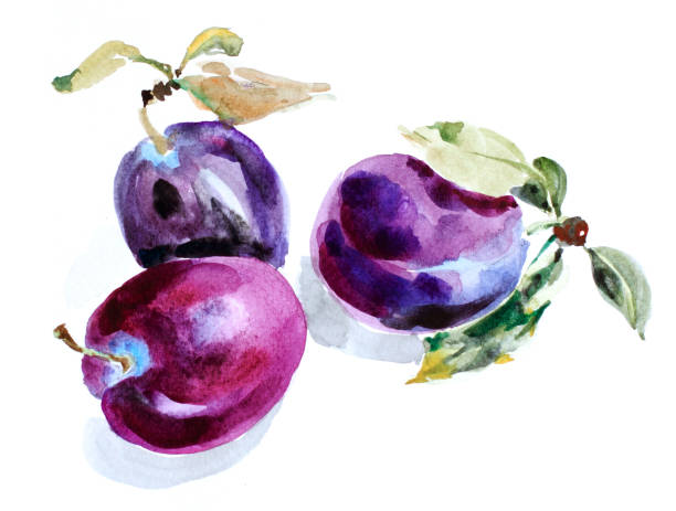 매 화 수채화 - plum stock illustrations
