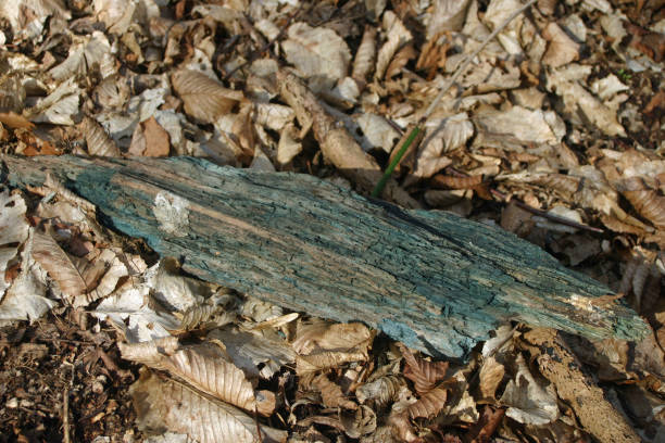 Green stained dead wood probably caused by the Green Elfcup (Chlorociboria aeruginascens) fungus. Background of dead and decaying leaves in woodland.
