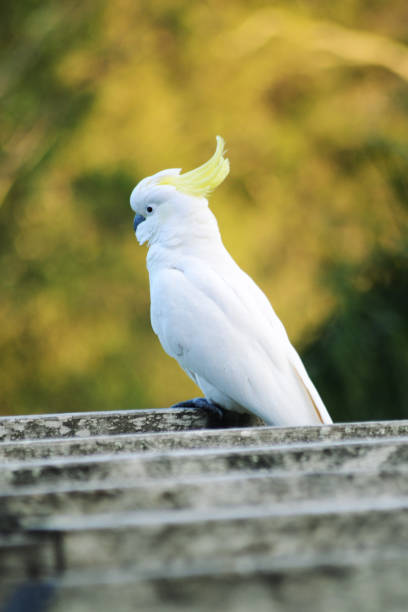 istock Sulfur-crested Cockatoo 832088630