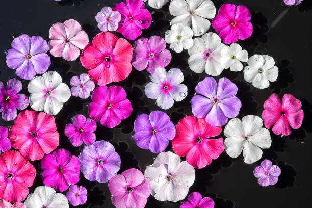istock top view wet phlox flowers background on a black water surface background 832089450