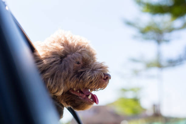 Enjoy head Miniature Poodle dog  over window of car for fun outdoor wind