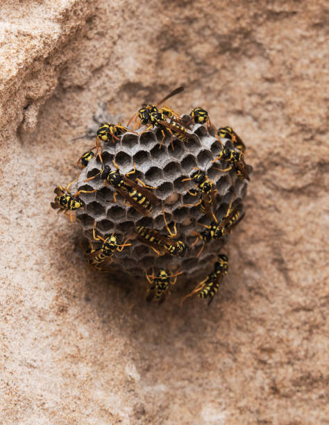 istock Wasps on the beach. Close-up wasp hive on stone background. 2 832096726