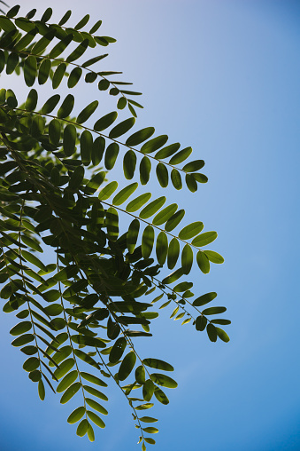 Acacia leaves on the blue sky background in summer sunshine in Valencia Spain