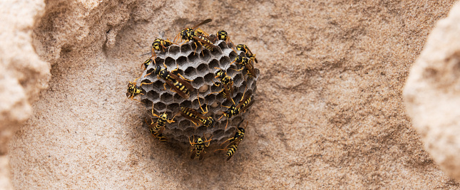 Wasps on the Calp beach. Close-up wasp hive on rock background. Croped for hor. banner