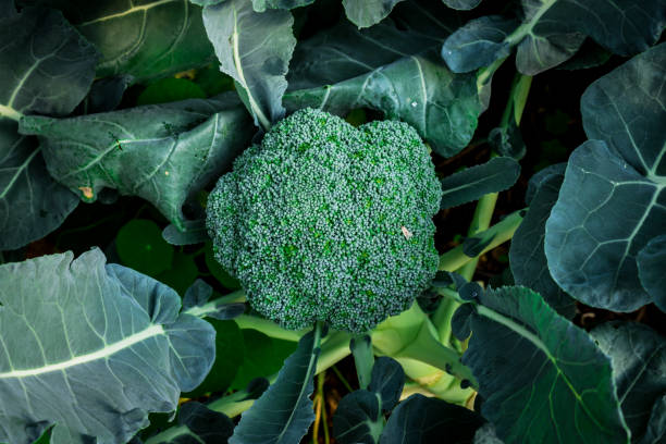 istock Close up green cabbage organic vegetables  farms 832096820