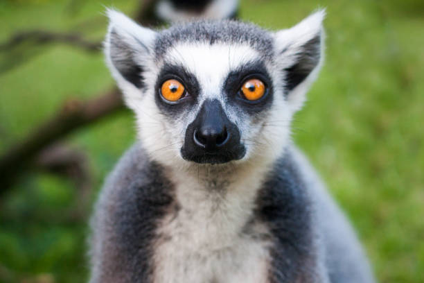 Lemur face close-up stares on people. stock photo