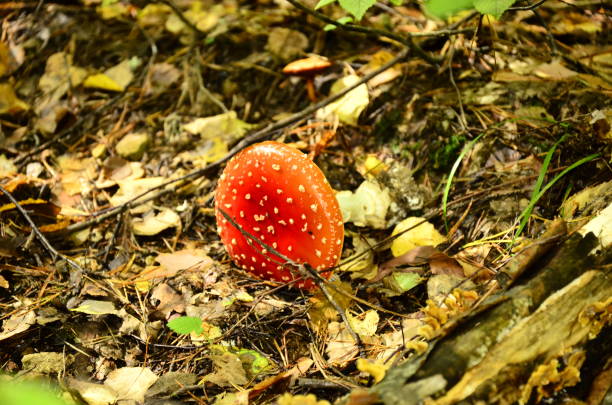 Red mushroom over dry leaves