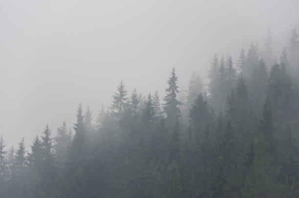 forte pioggia sulla pineta - meteorology rain fog forest foto e immagini stock