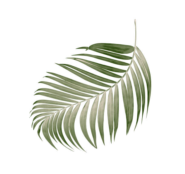 istock Green leaves of palm tree on white background 832101854