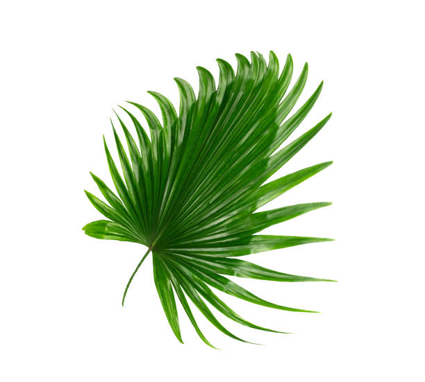 istock Green leaves of palm tree on white background 832101866