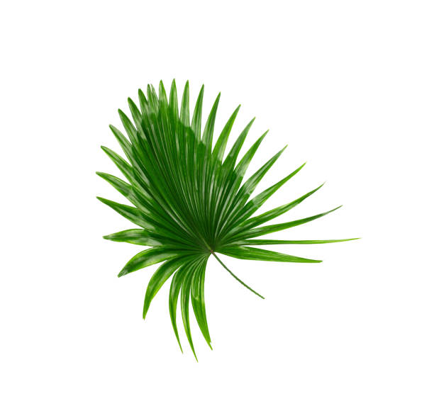 istock Green leaves of palm tree on white background 832101874