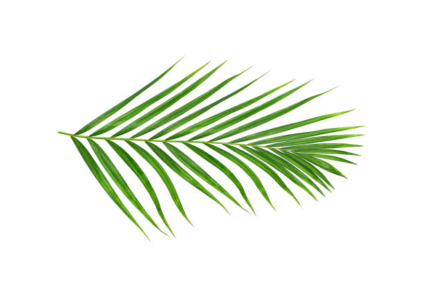 istock Green leaves of palm tree isolated on white background 832101932