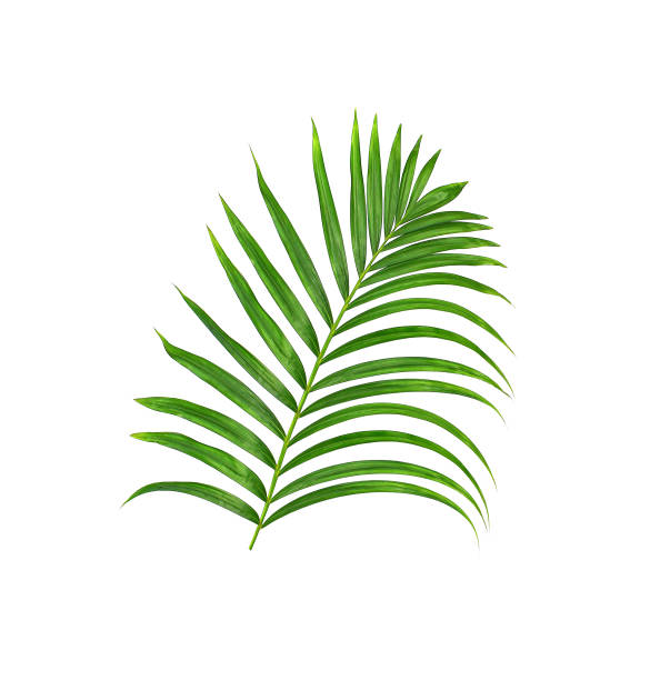 istock Green leaves of palm tree isolated on white background 832101938