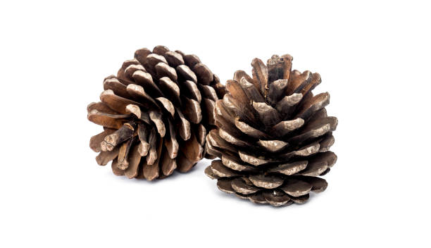 Pine cones on white background stock photo