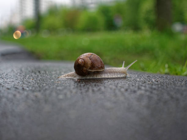istock big snail crawling on the asphalt pavement 832105024