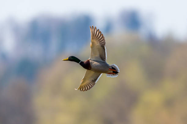istock flying male mallard duck (anas platyrhynchos) in backlight open wings 832105204