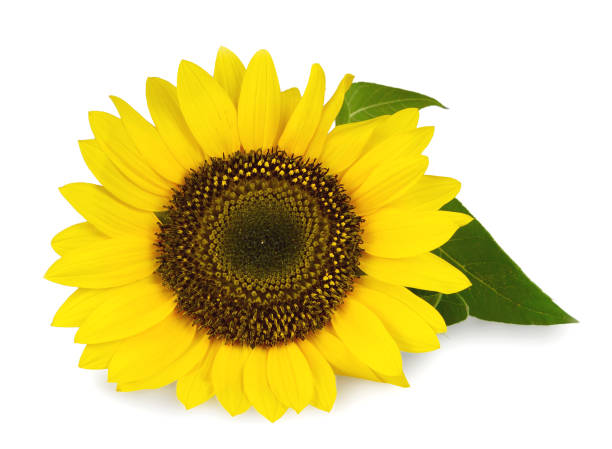 istock Close up of sunflower isolated on white background 832105664