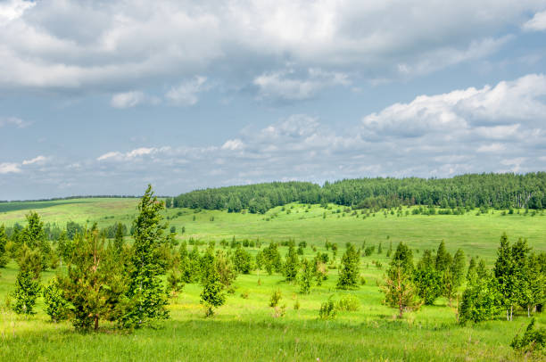 istock Summer Meadow. young trees. birch and pine 832108350