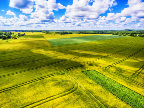 istock Saarema Island, Estonia: summer fields in Leisi Parish 832108966