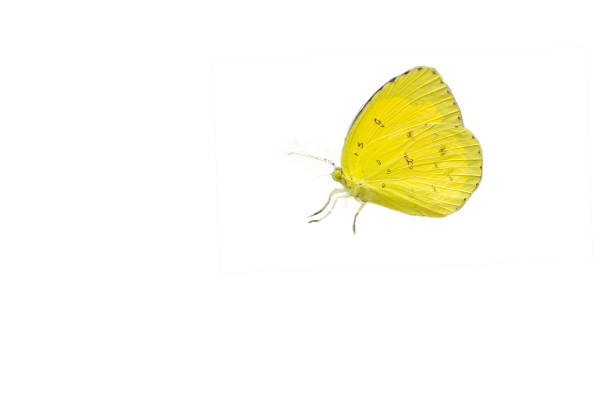 istock The Common Grass Yellow butterfly,isolated on white background 832109022