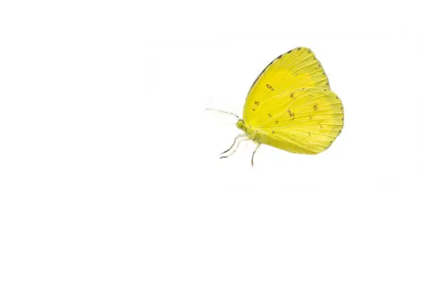 The Common Grass Yellow butterfly,isolated on white background