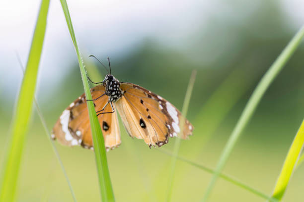istock Common Tiger  Tiger butterfly perched on dry branches 832109406