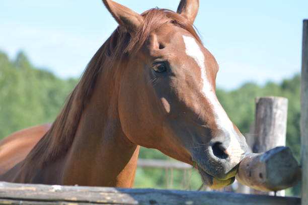 istock Elegant horse head 832115504