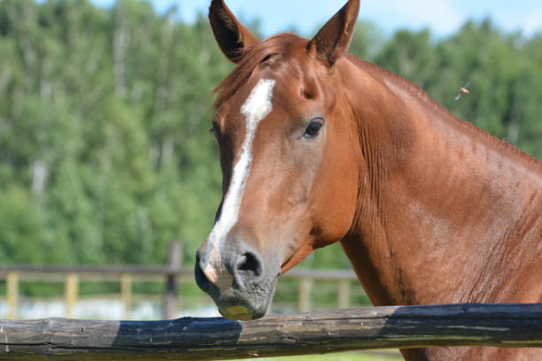 istock Brown horse side portrait 832115612